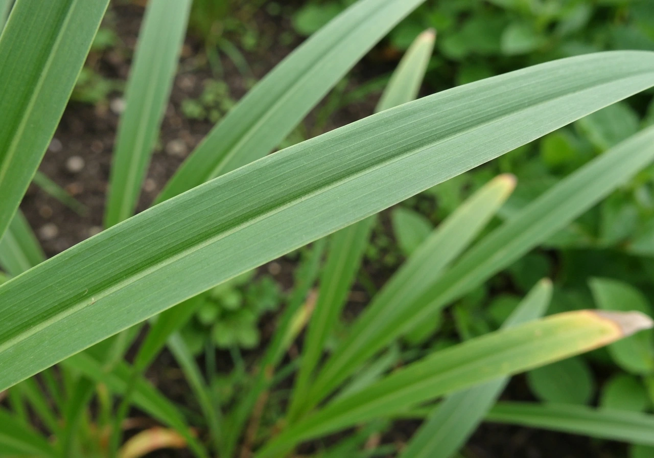 Close-up van veldbeemdgras met breed, stevig blad en zichtbare grasmat in de tuin.